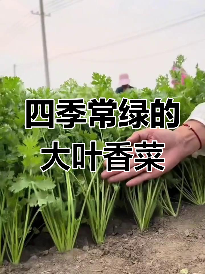 耐寒又耐热,四季都能收获的香浓大叶香菜