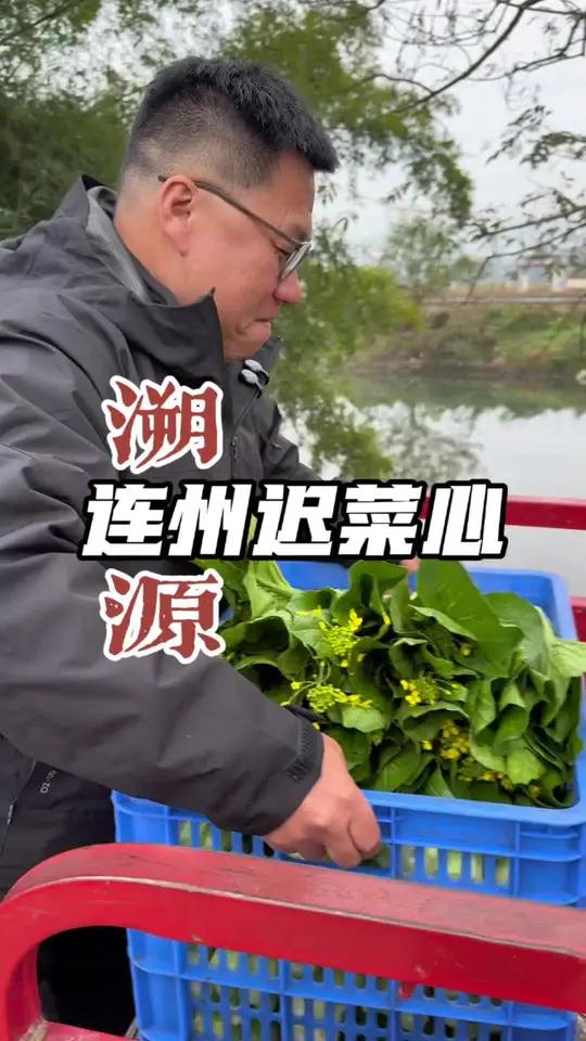 连州迟菜心 现在大城市你想吃点原生态菜有菜味的青菜已是奢侈，今天我们专门来到连州东陂，找寻