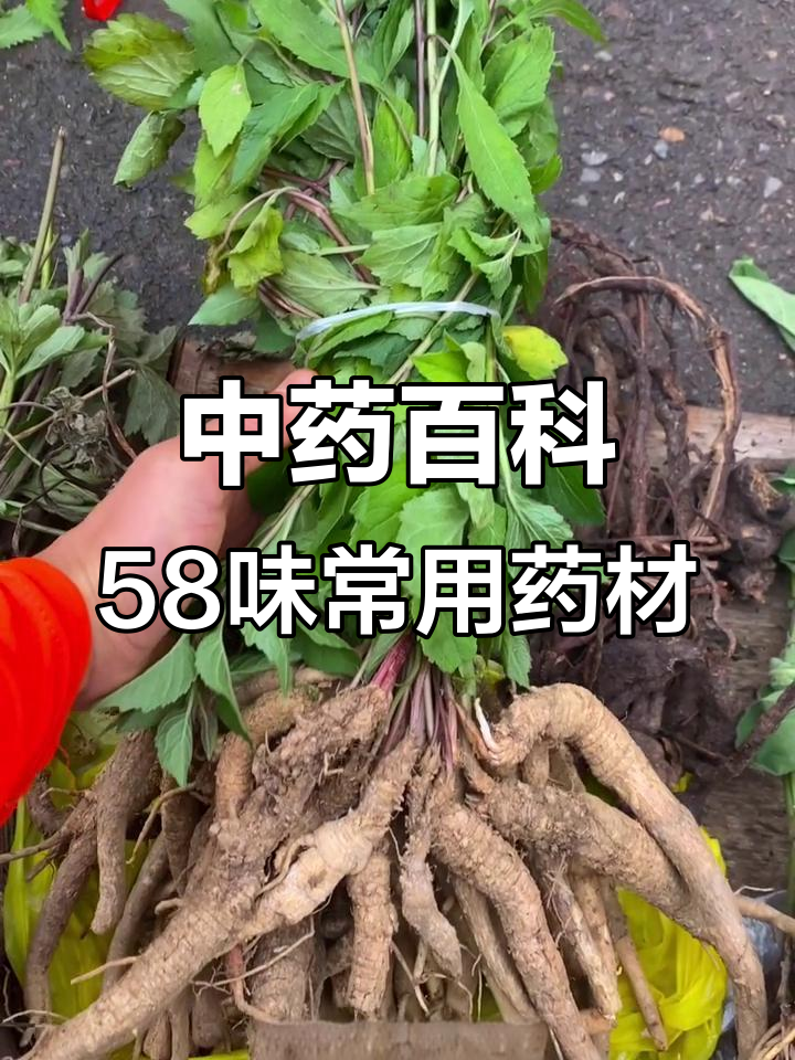 58种常见中草药,了解它们的功效与作用