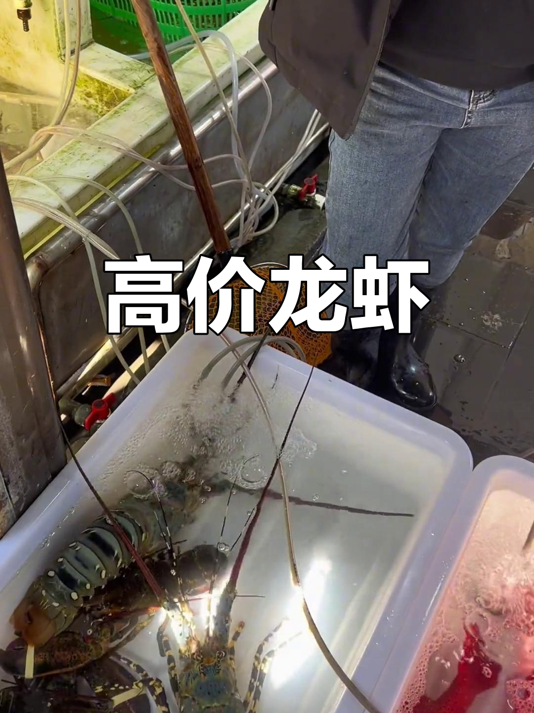 过年时波士顿龙虾330元一斤,价格让人咋舌
