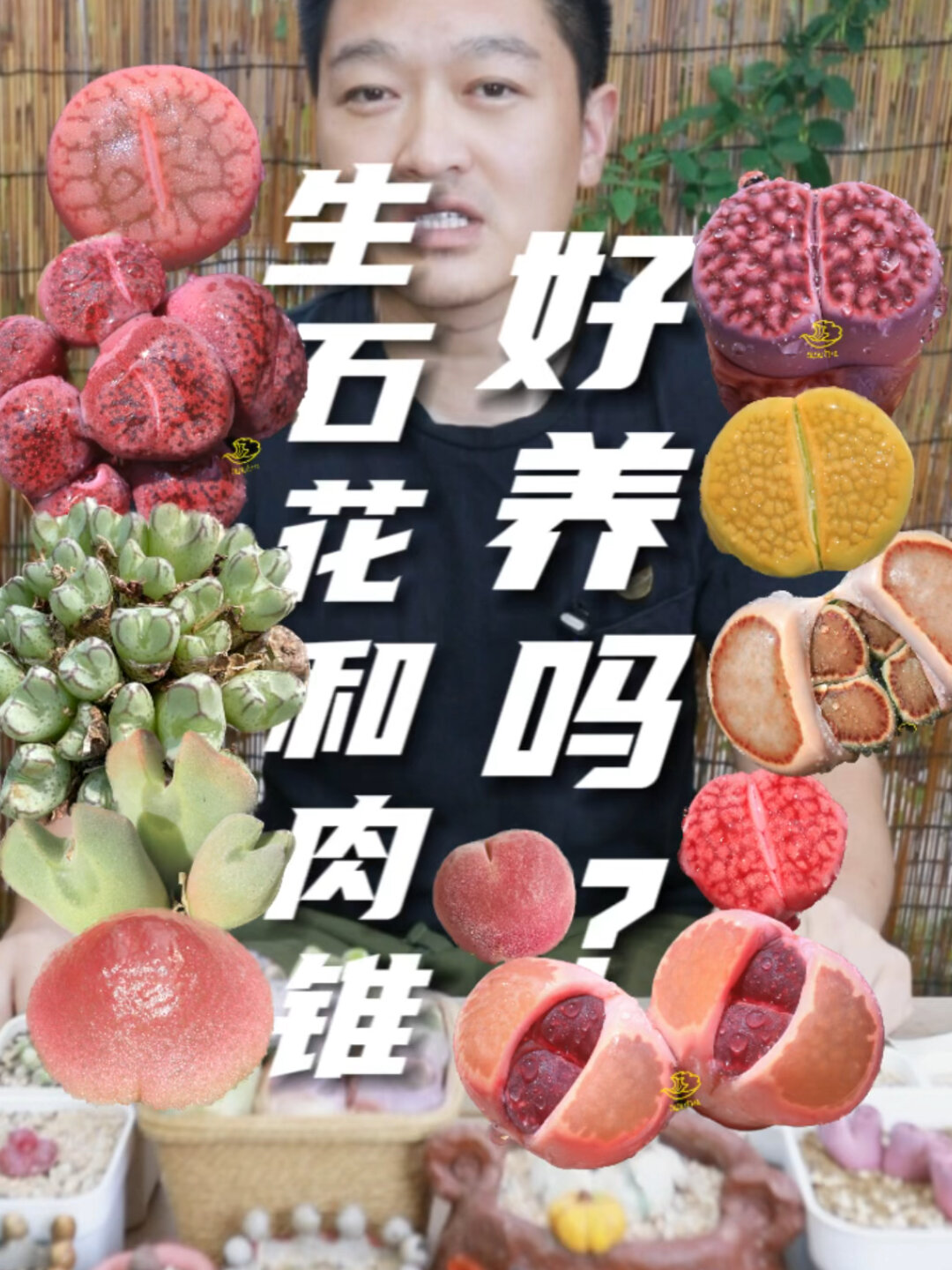 基础篇第6集-《生石花和肉锥好养吗?》