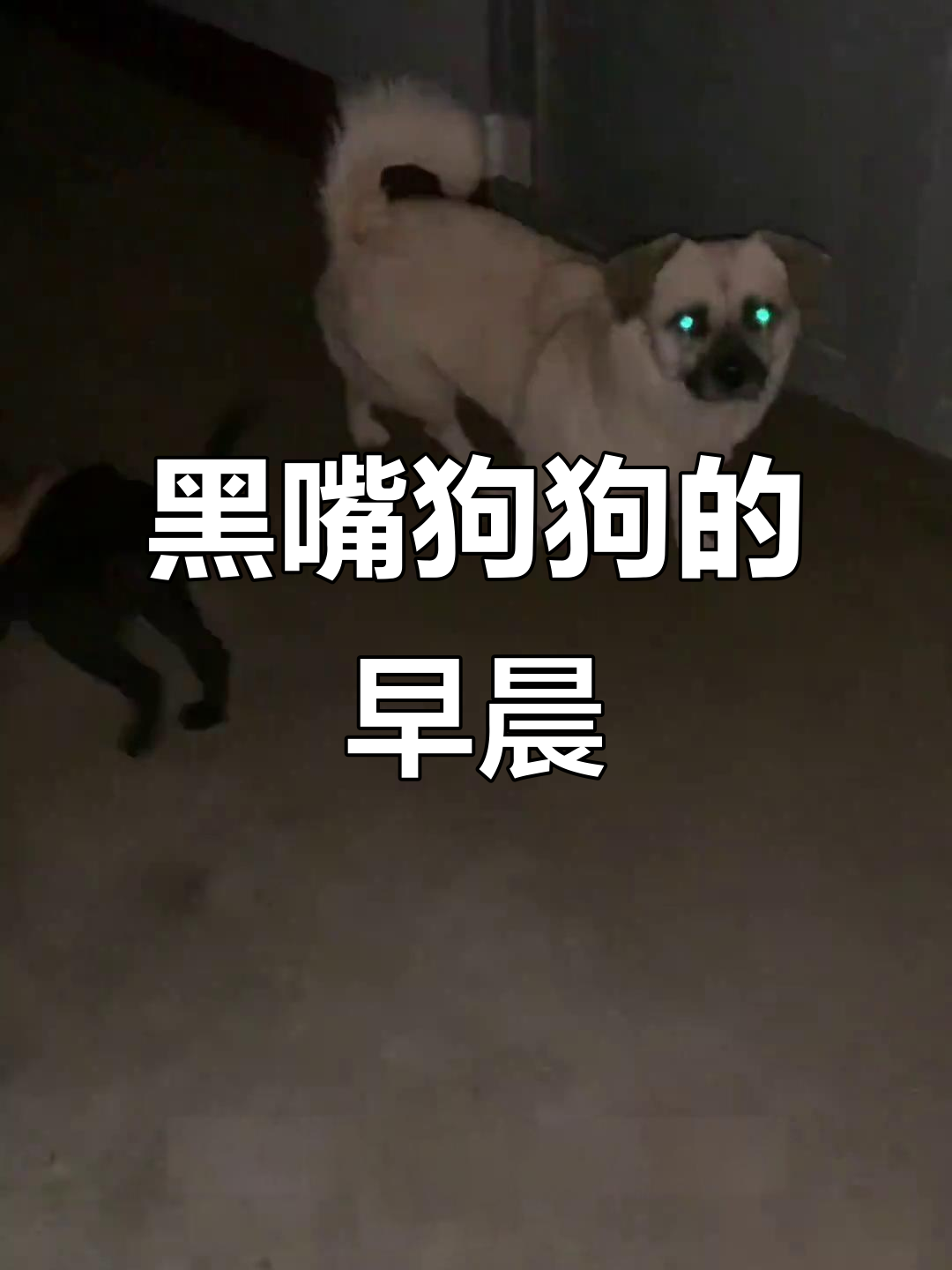 流浪狗黑嘴登场,包子油条早餐大作战