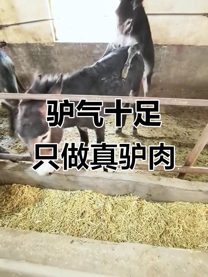 小驴子真可爱，潘佳驴肉带你体验正宗美味