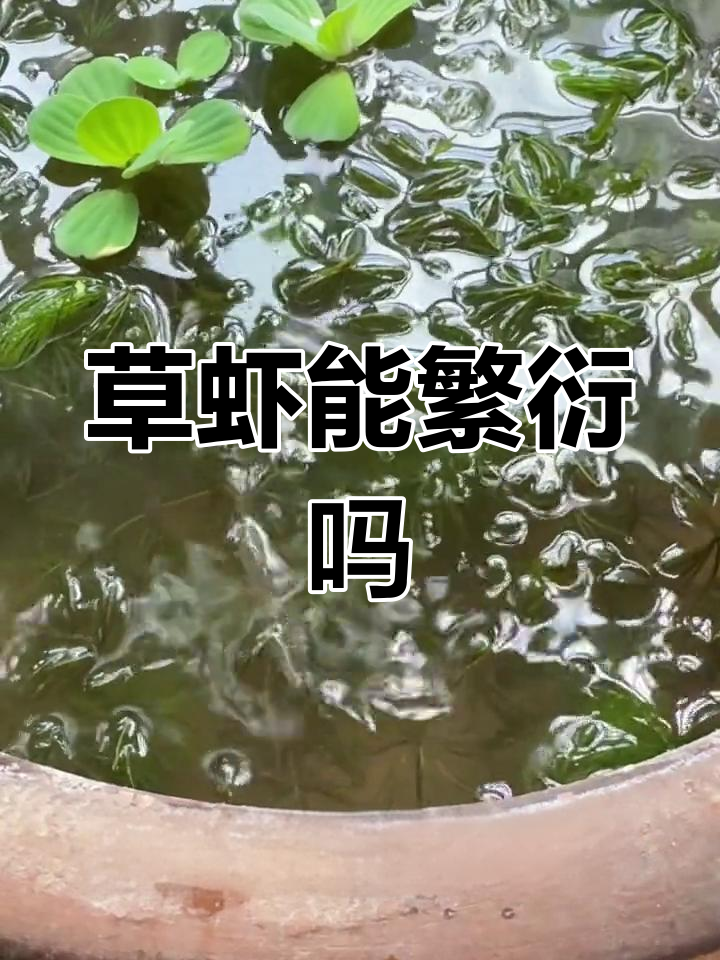 草缸能否成为抱卵草虾的家园?