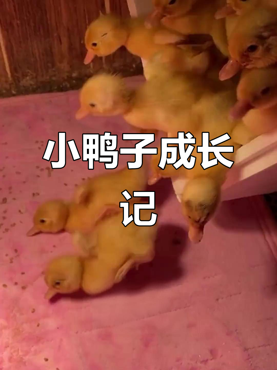 柯尔鸭孵化全攻略:从喂水到保温,每一步都关键