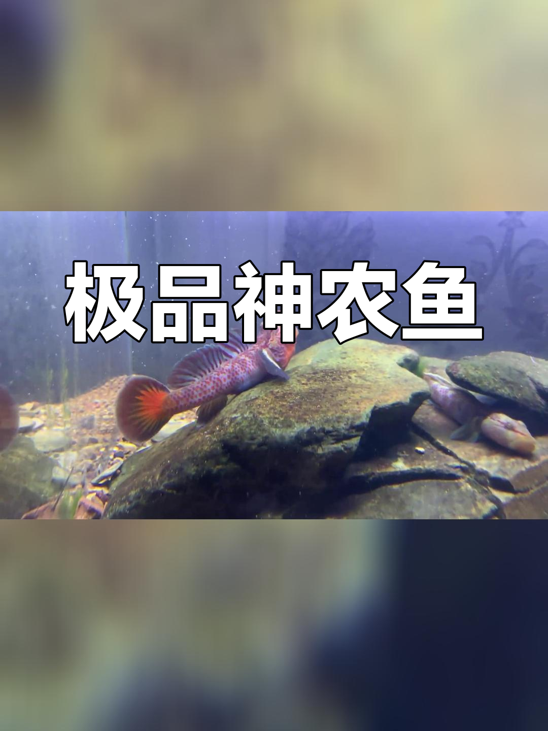 神农虾虎单挑挑战