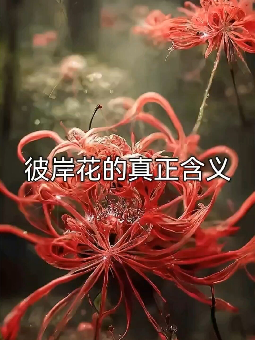 彼岸花纹身的寓意:彼岸花开开彼岸,花开叶落永不见