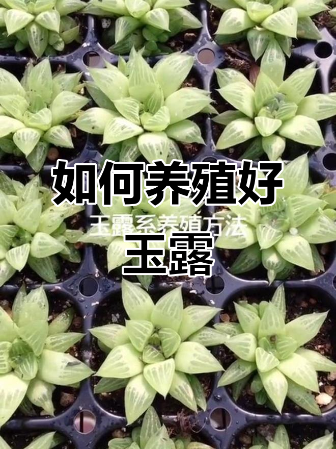 玉露系养护全攻略:从土壤到环境湿度管理