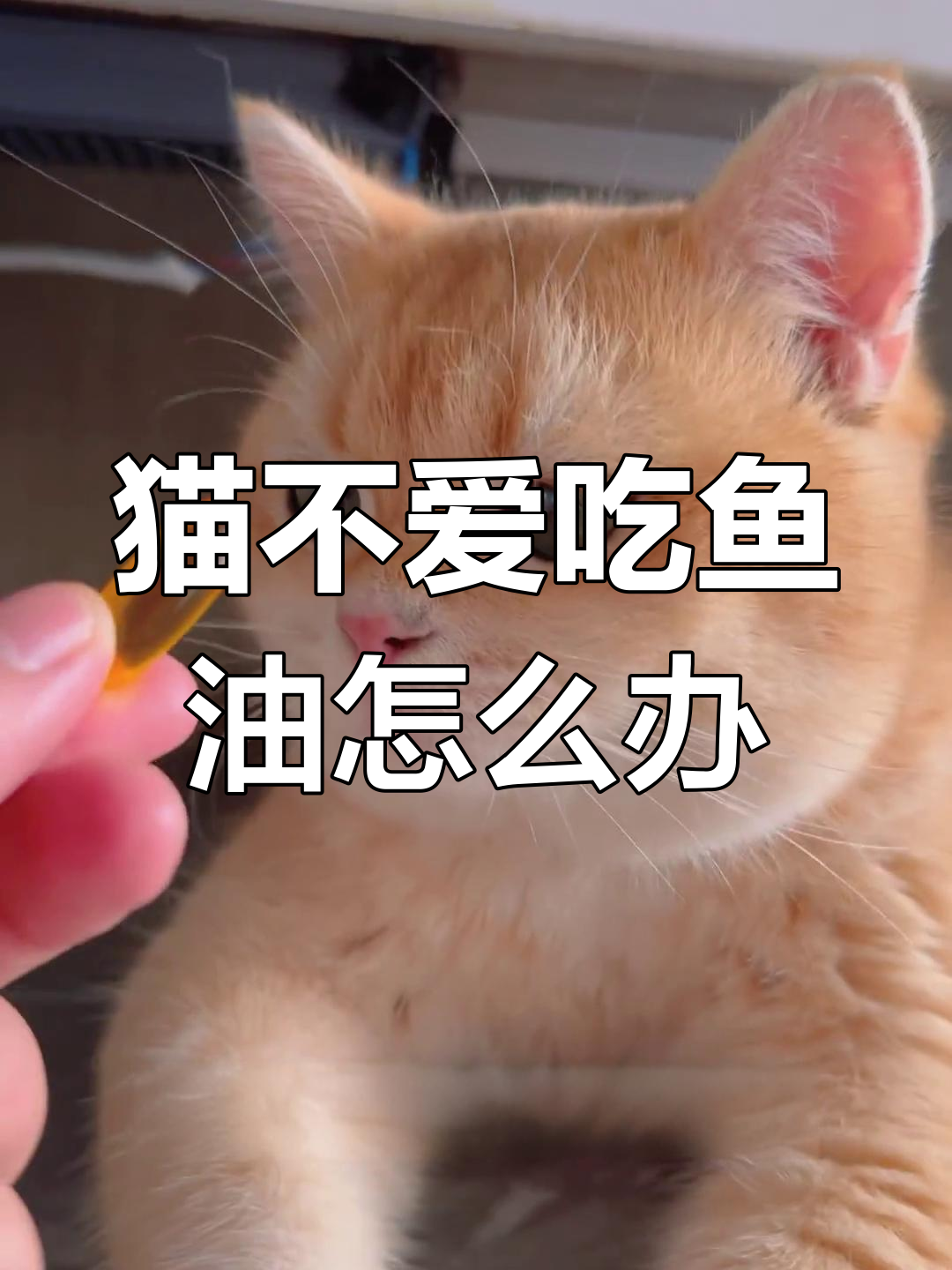 如何让猫咪吃鱼油
