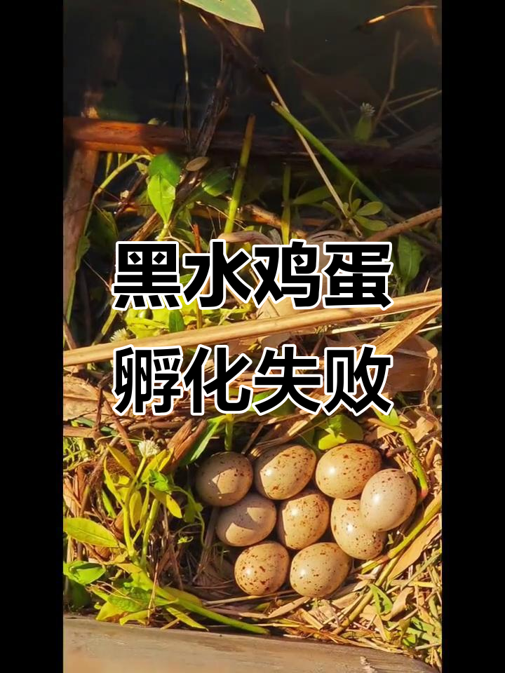 13天蛋孵不出来,黑水鸡急坏了