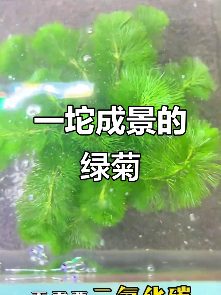 绿菊水草,懒人必备!鱼缸里的美丽风景线