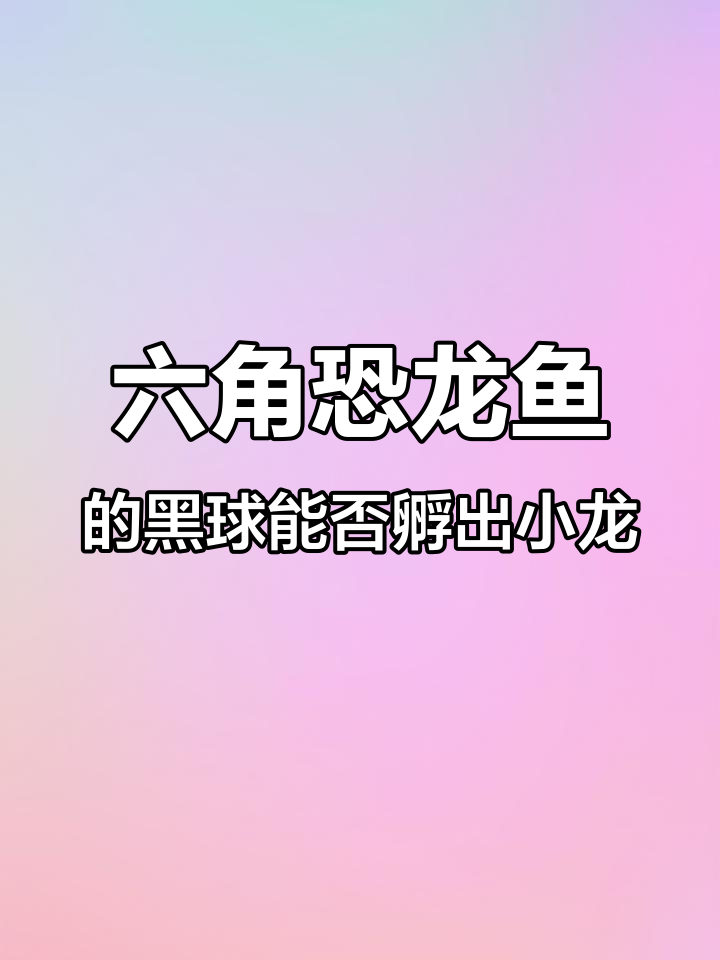 这些小黑球能孵化出小龙鱼吗?看六角恐龙鱼的奇妙成长