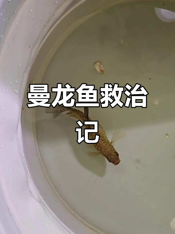 黄曼龙鱼腹水,用药治疗中,希望它能挺过这一关!