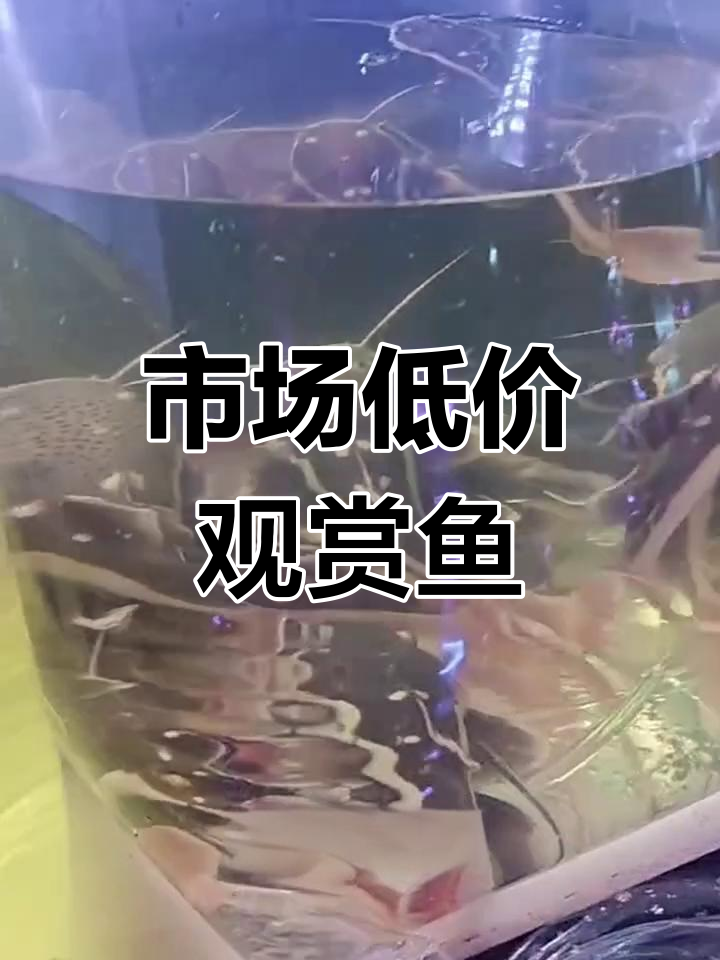 批发市场鱼价大揭秘,虎鱼只需600元!