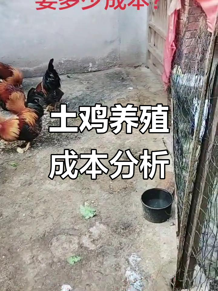 养土鸡的成本揭秘:一只鸡到底要花多少钱?