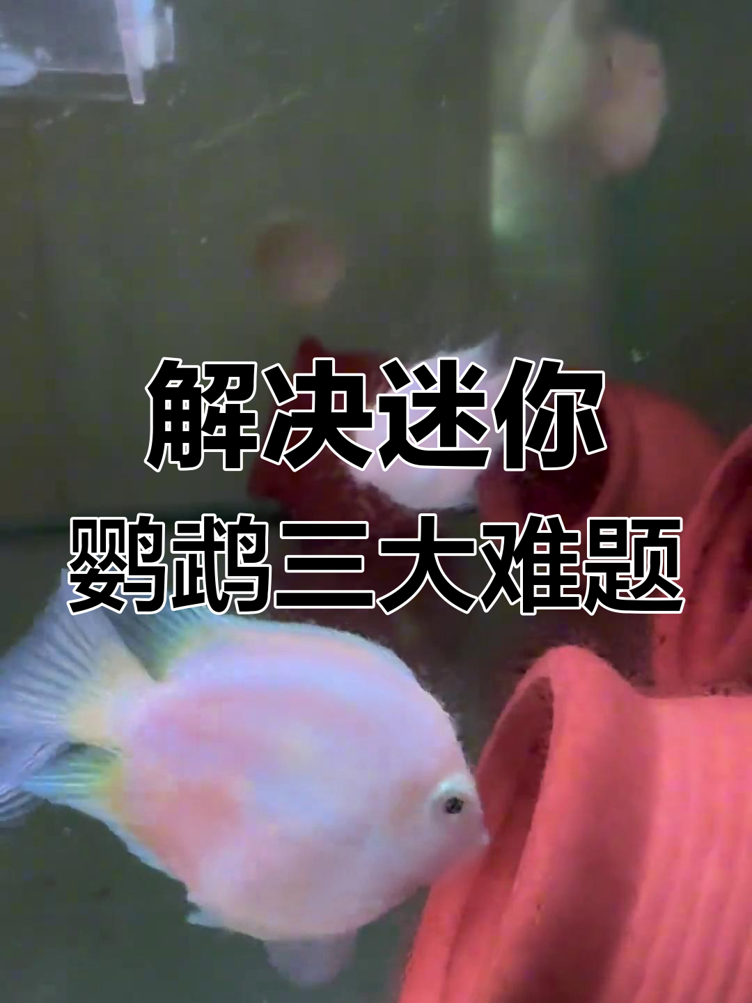 迷你鹦鹉鱼常见问题:白点、肠炎与嘴部受伤的处理方法