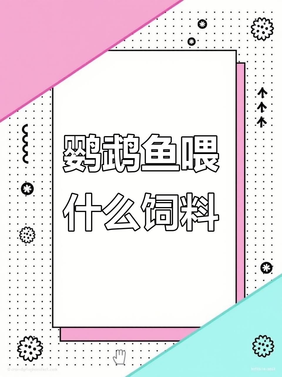 血鹦鹉鱼和银龙鱼的饲料选择,如何确保健康成长