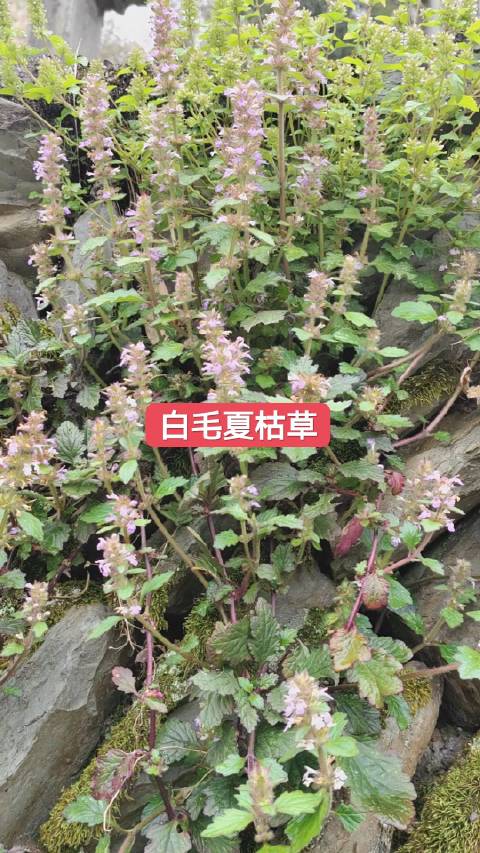 白毛夏枯草,治疗顽固皮肤病 中草药 白毛夏枯草