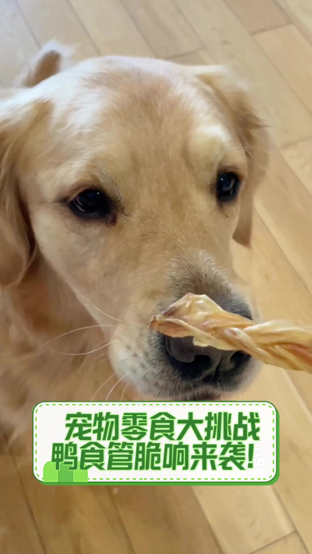 宠物零食大挑战,鸭食管脆响来袭!