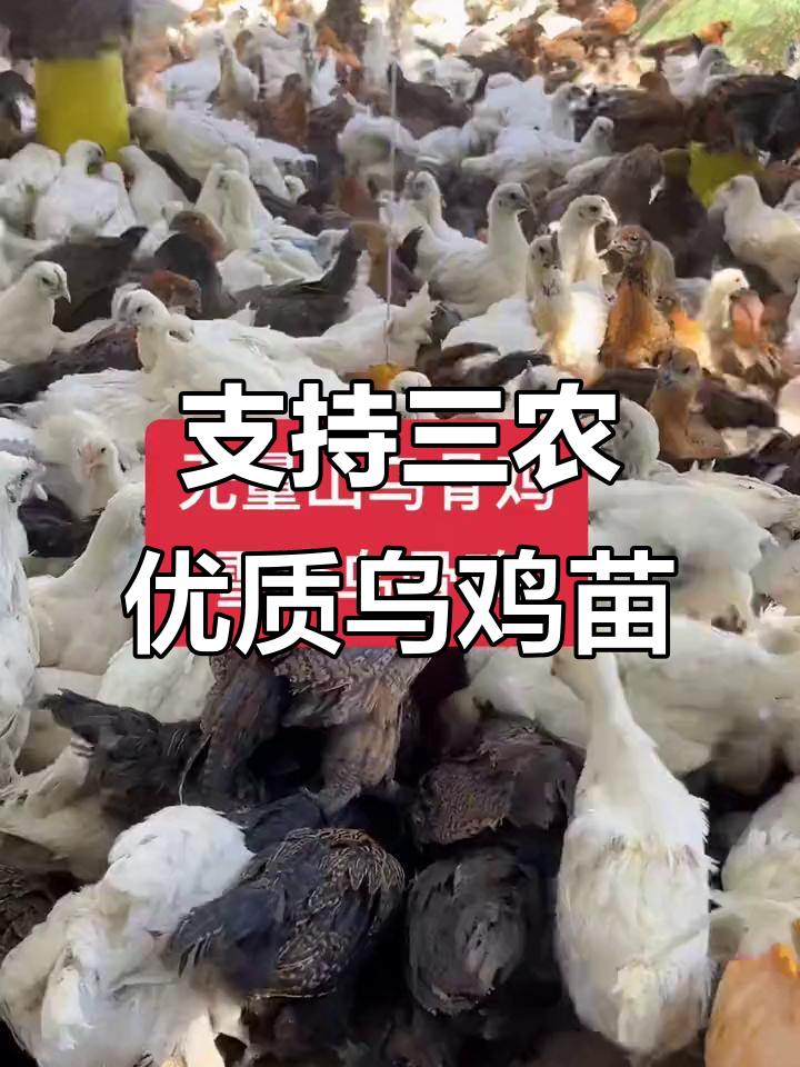 乌鸡苗批发,支持三农发展