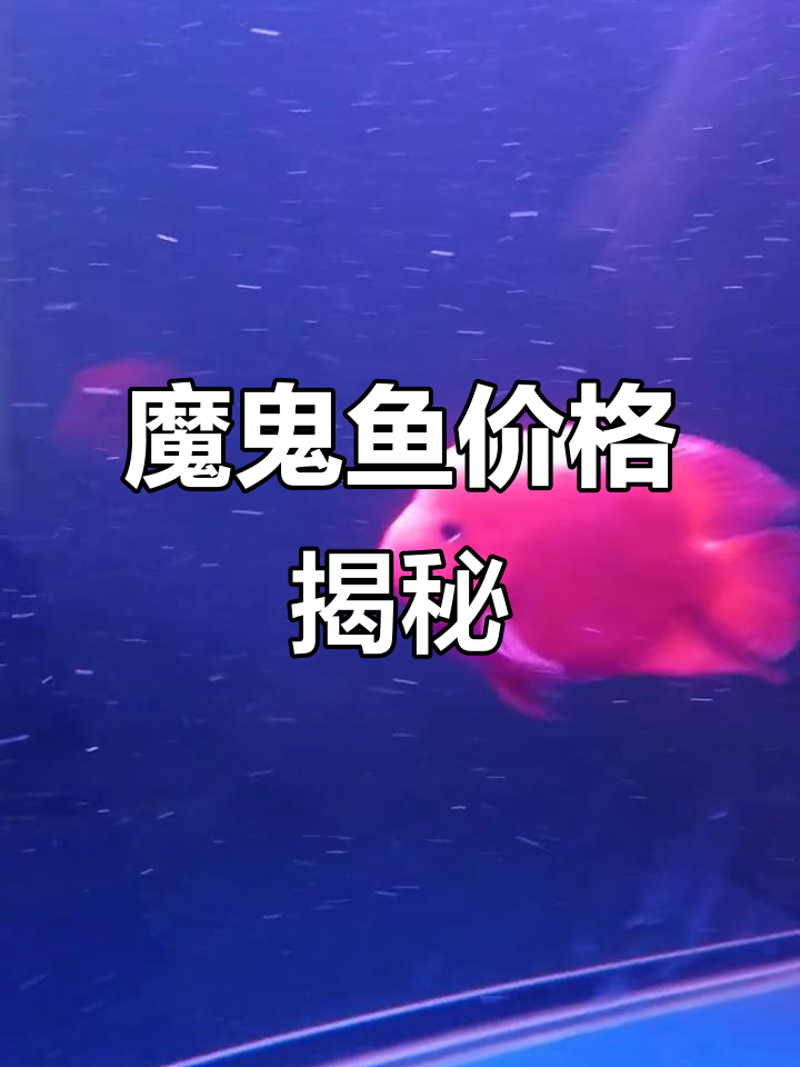 3000元一条魔鬼鱼,值不值?