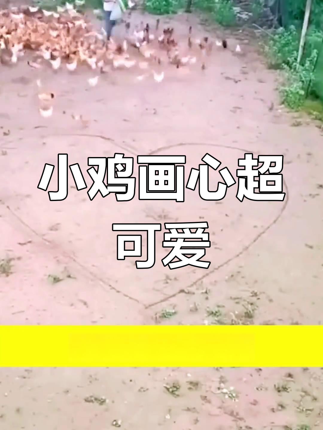 小鸡组成爱心,调皮的也能乖乖听话