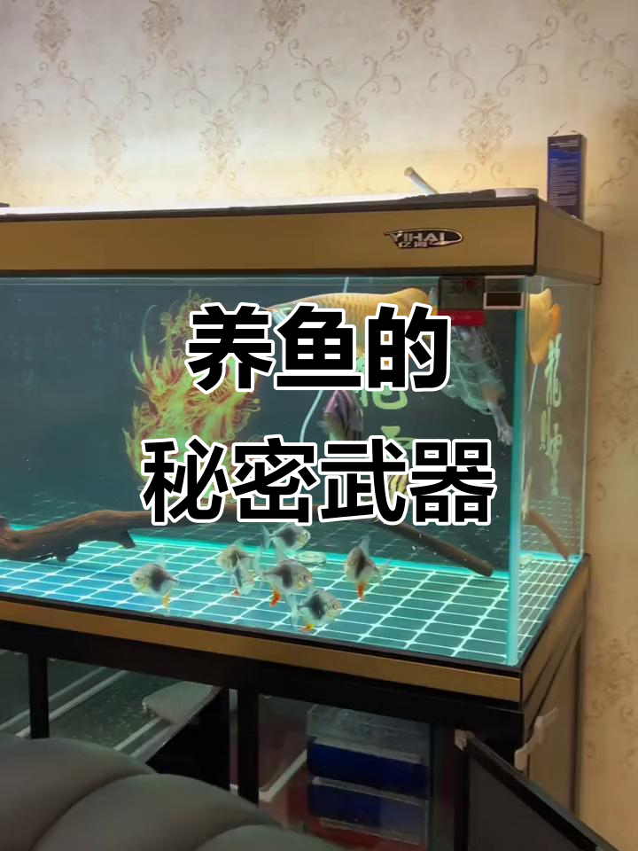 鱼缸过滤系统揭秘：简单高效的干湿分离设计