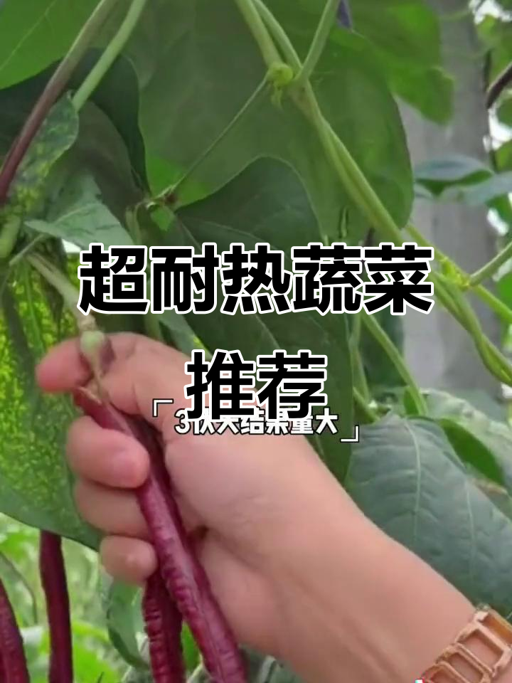 6种超耐热蔬菜,高温下疯狂生长,夏季丰收无忧
