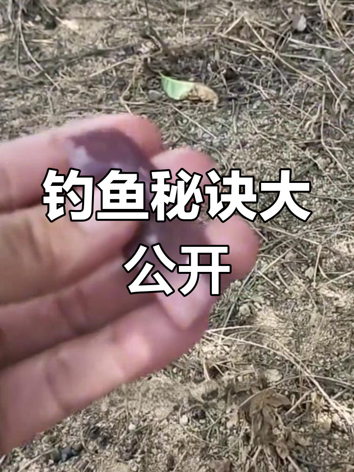 钓甲鱼必学口诀,轻松收获满满