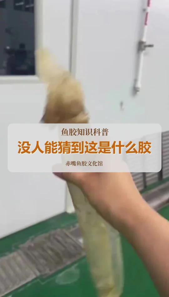 无人能猜到的鱼胶品种