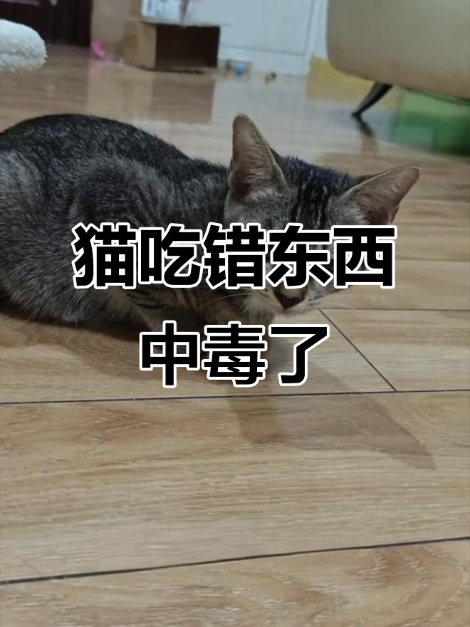 猫咪误食辣药后呕吐,母鸡蹲症状揭示危机