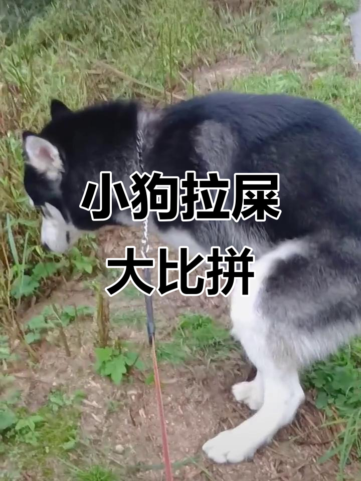 你家小狗拉粑粑的样子,快让朕看看谁家的更可爱!