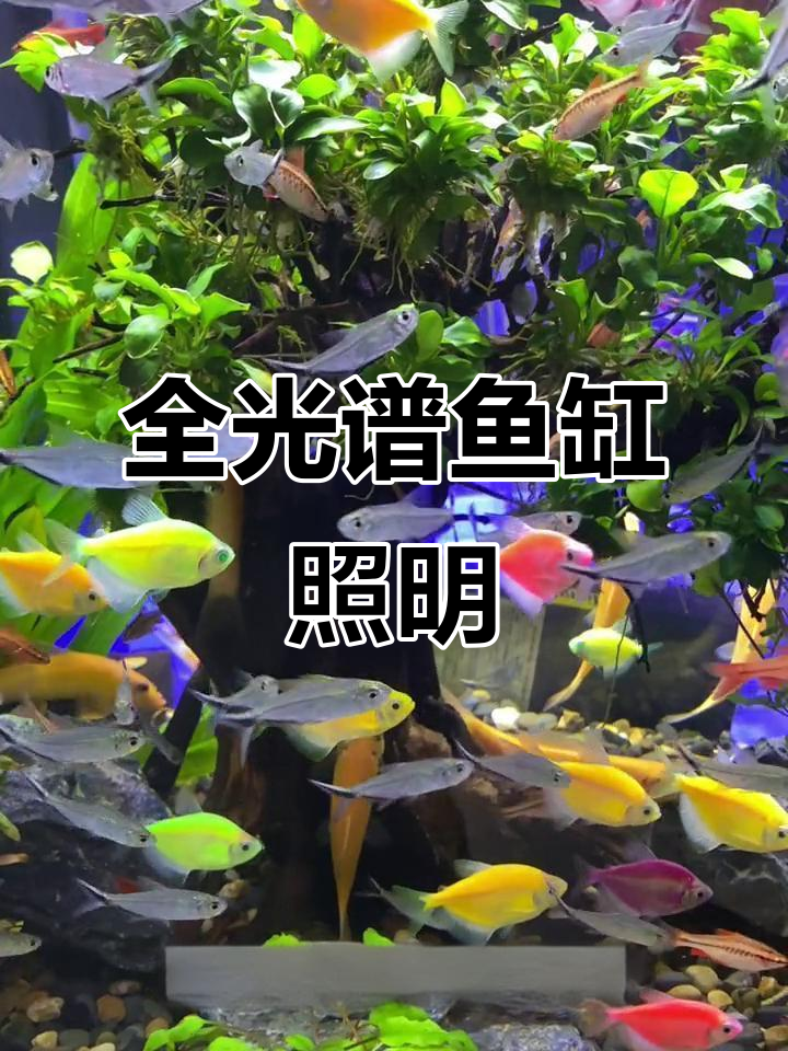 鱼缸灯光如何选择?刀锋S照明灯全光谱模拟太阳光