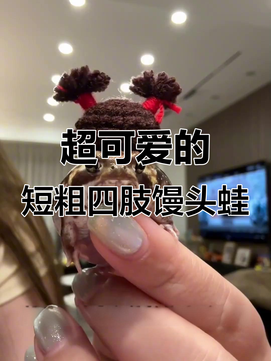 馒头蛙颠覆青蛙丑陋形象,呆萌可爱让人爱不释手