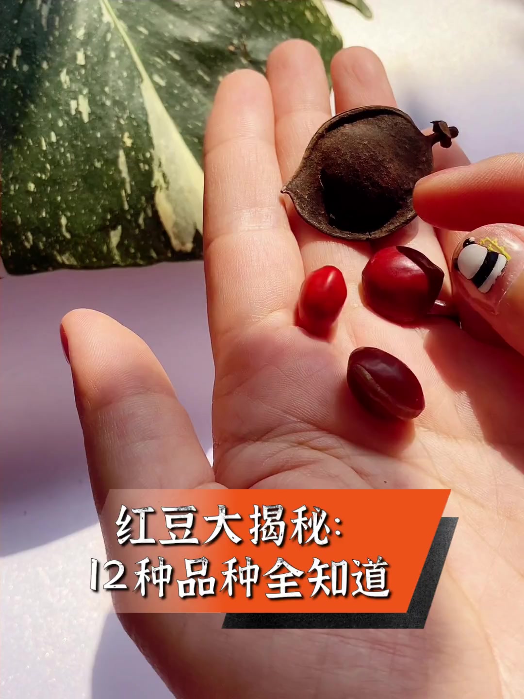 红豆大揭秘:12种品种全知道