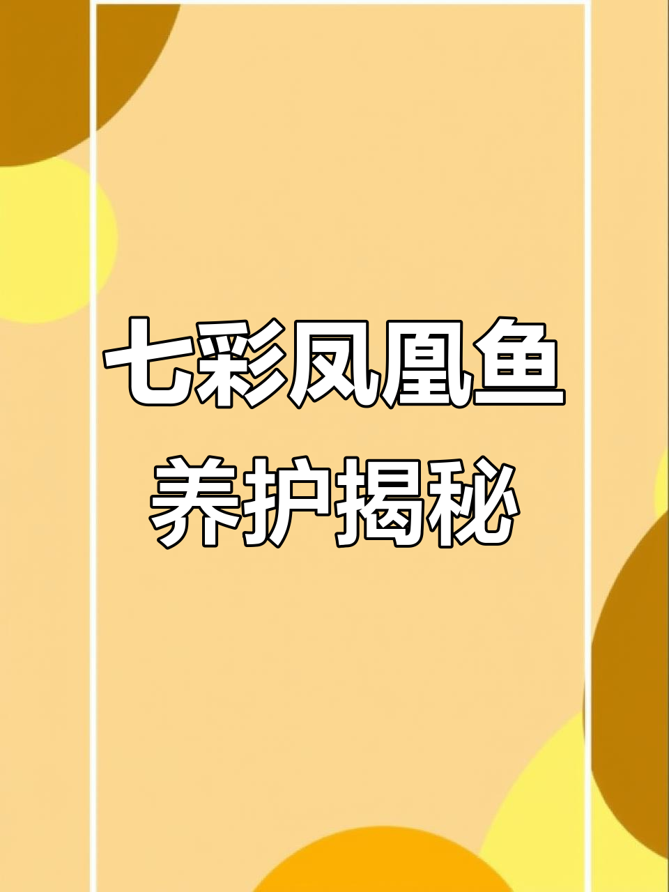 荷兰凤凰鱼:七彩神仙鱼的美丽与温和
