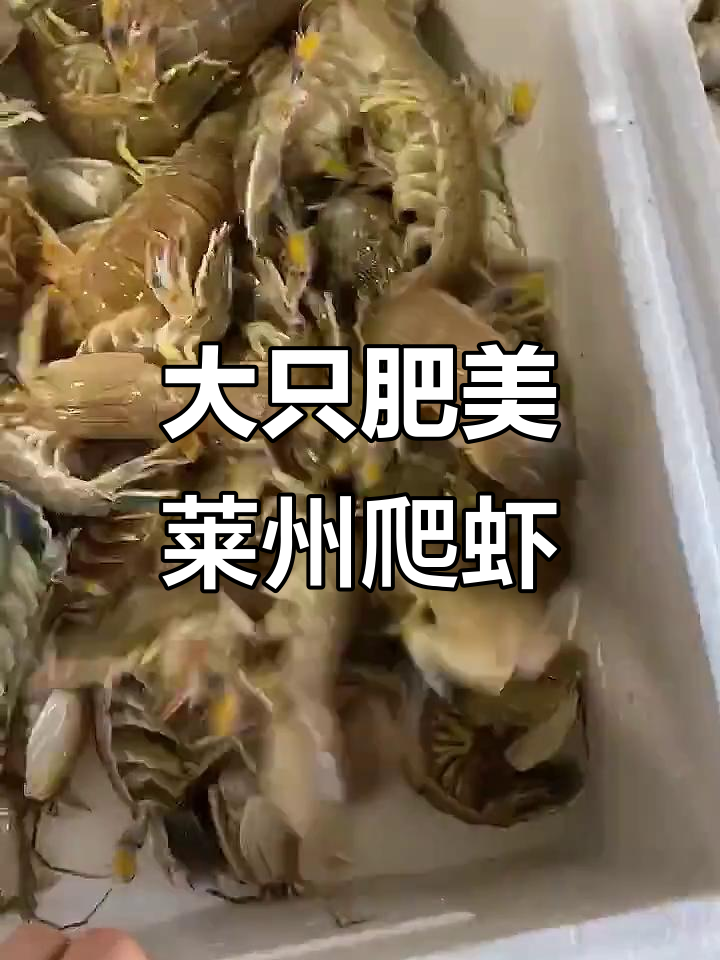 莱州活皮皮虾大挑战,个个体型惊人!