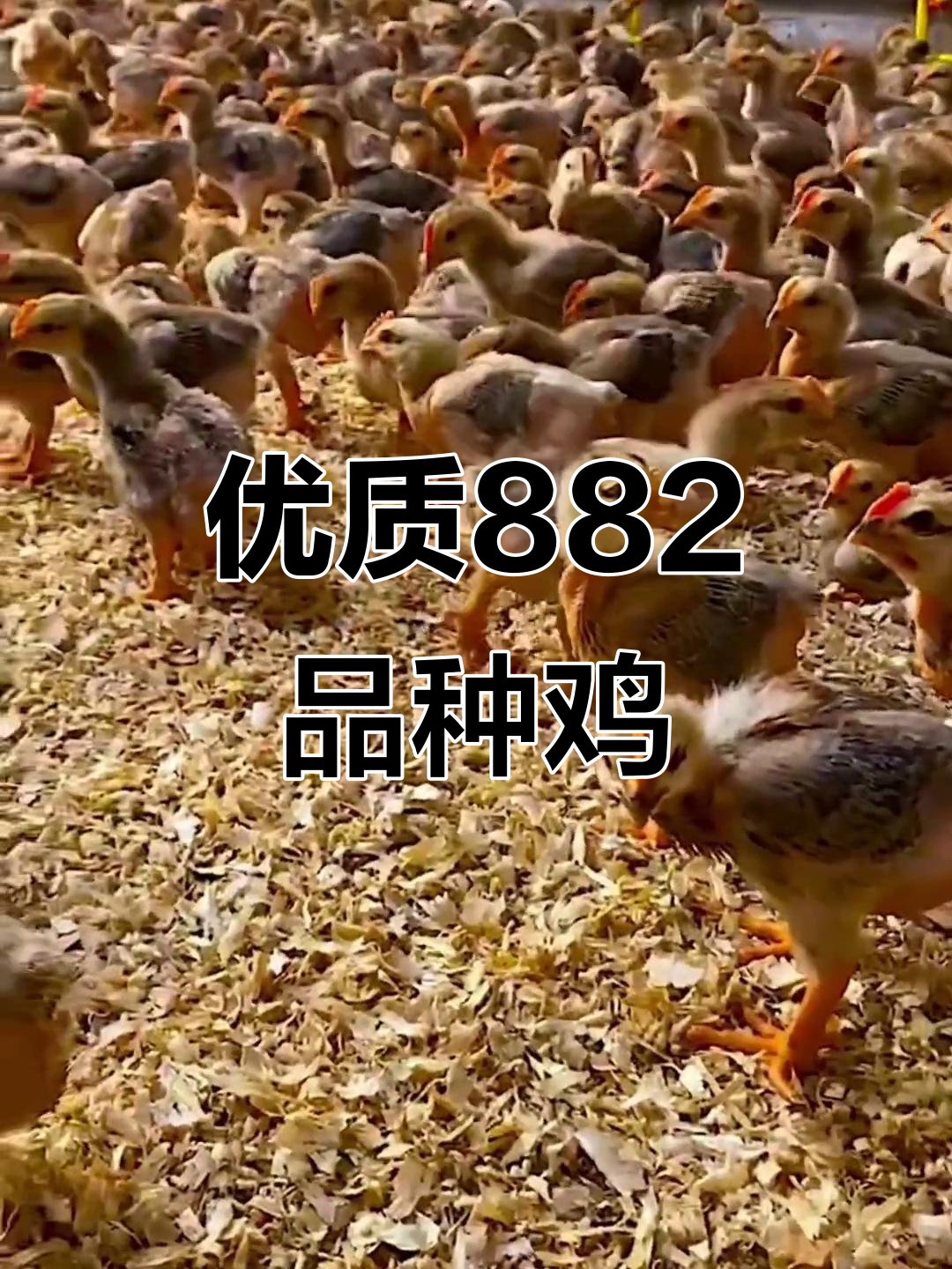 正宗882大种鸡,成年可增重十斤以上