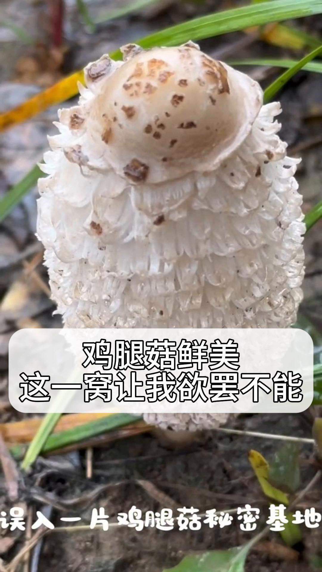 鸡腿菇鲜美,这一窝让我欲罢不能