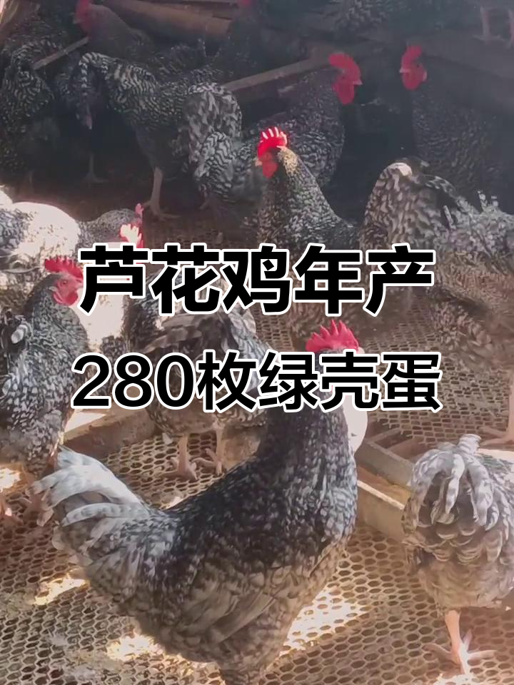千年芦花鸡产绿壳蛋,20天就能下蛋,一年能生280枚