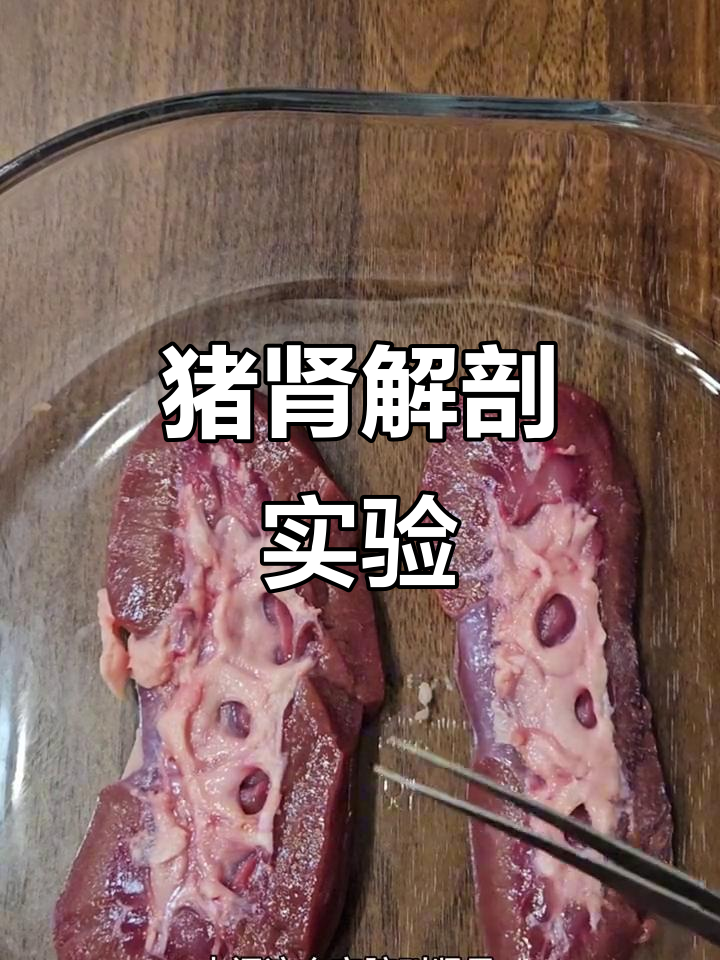 猪肾脏解剖实验:了解泌尿系统的核心结构