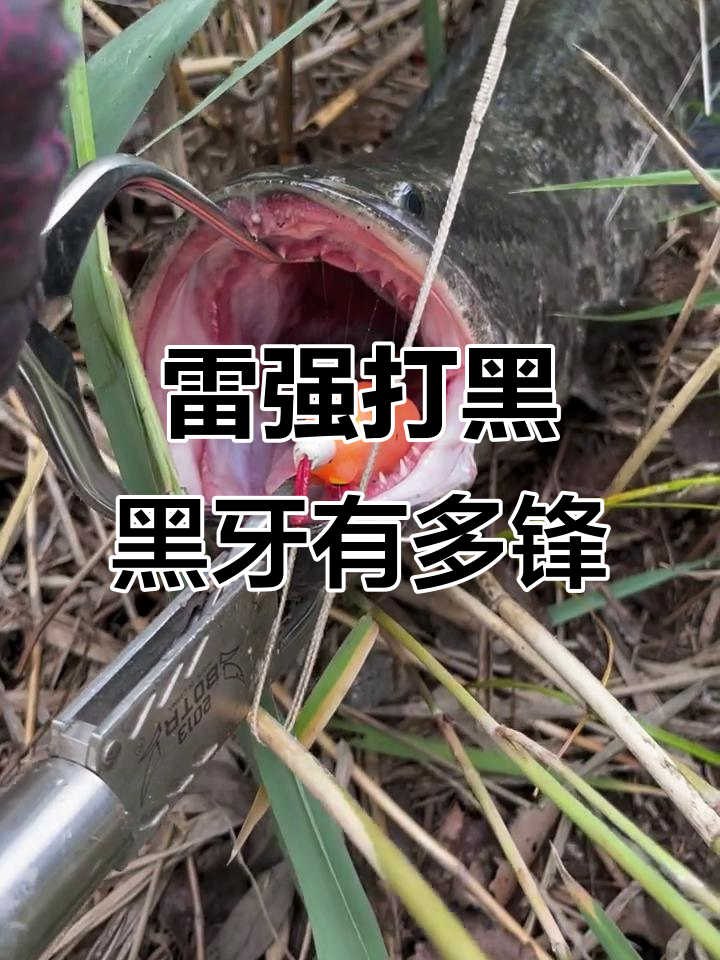 黑鱼牙齿锋利到什么程度?路亚打黑揭秘