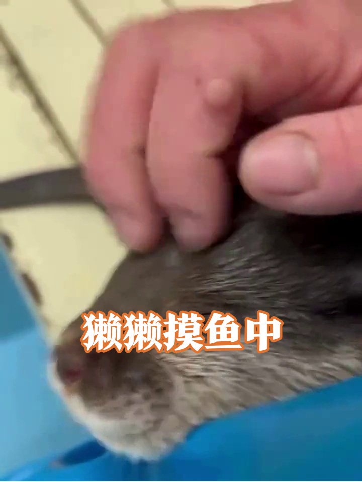 水獭被摸头秒变表情包,这慵懒劲儿像极了摸鱼的我