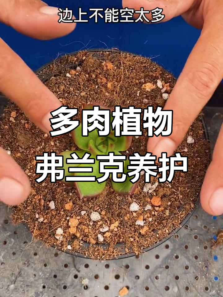 如何种植多肉植物弗兰克?轻松掌握技巧,小苗不深埋