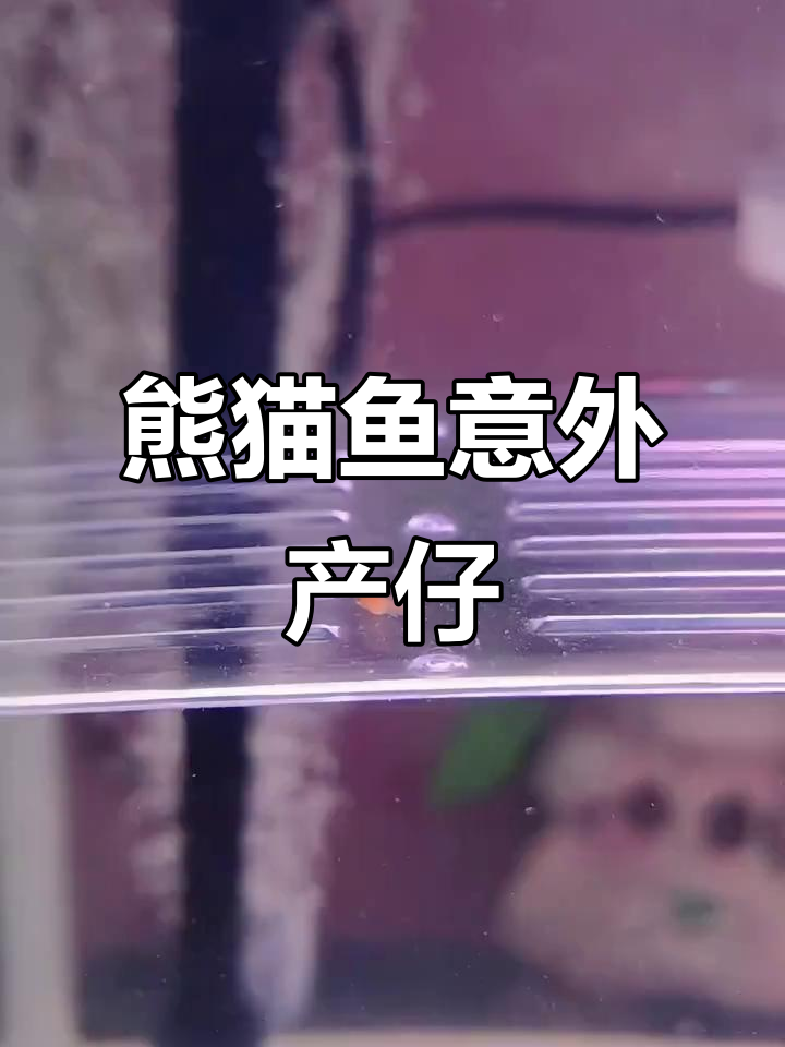 熊猫鱼突然生产,肚子还没大就被及时发现,幸免于难!