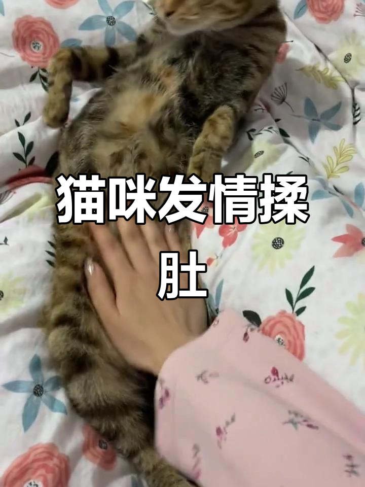 母猫发情期揉肚子,表情超享受