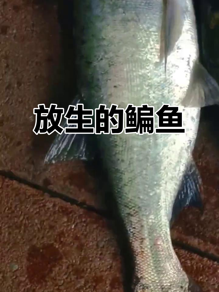今天的收获:十斤鳊鱼放生,家里鱼太多了!