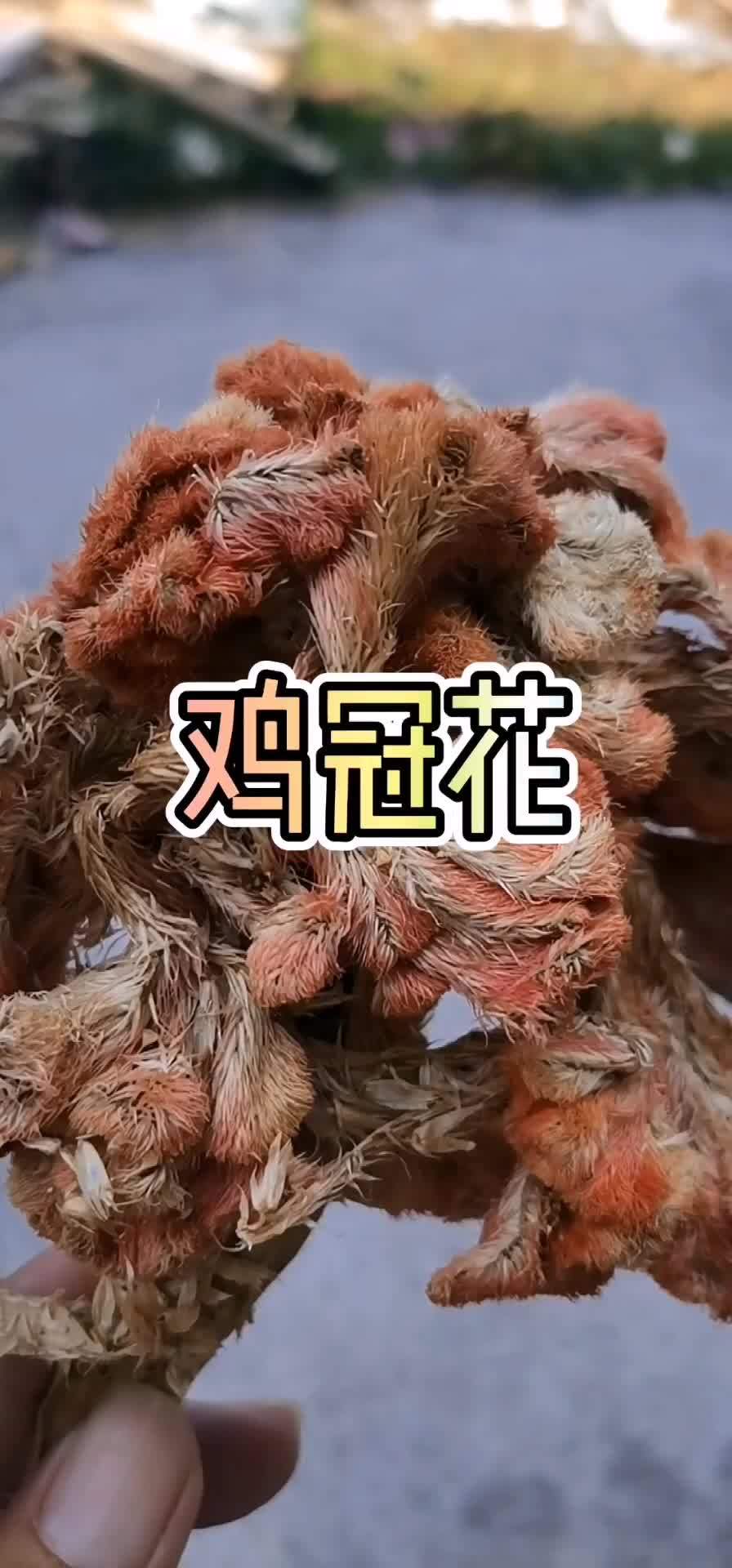 绿化用到它,开花远远就能认出来 鸡冠花 三农 植物 大自然的馈赠 一日一植物