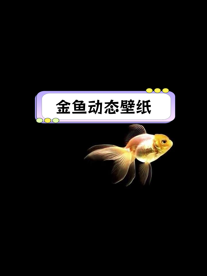 七彩金鱼动态壁纸,绿幕素材
