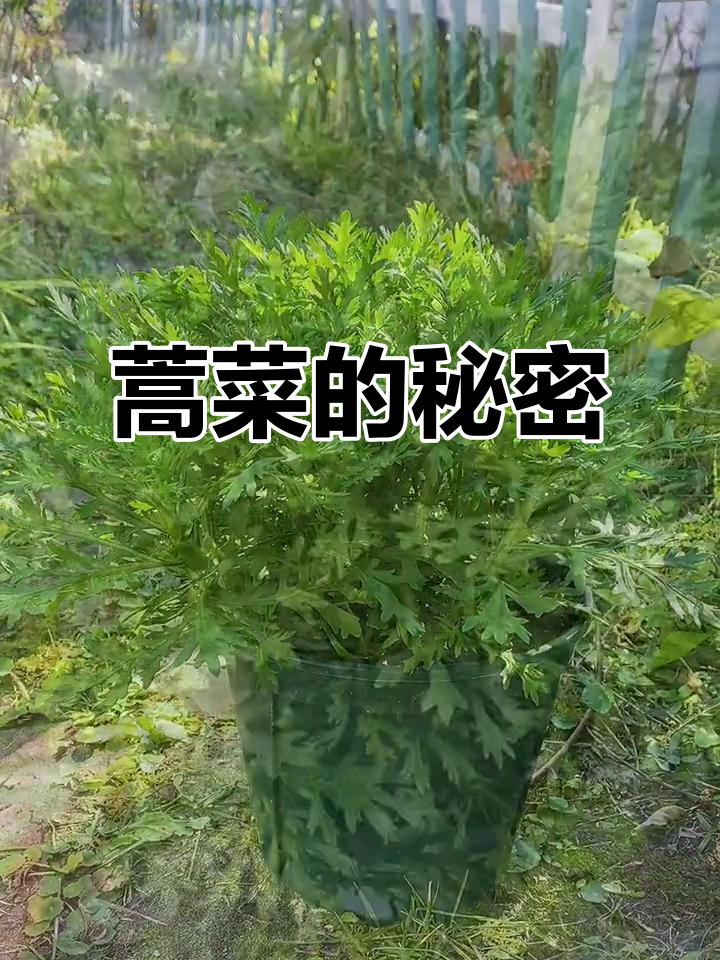 蒿菜为何长得像玛格丽特?